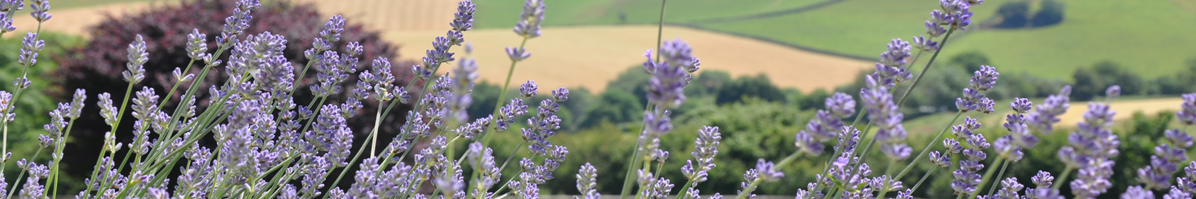 Bulleigh Barton panorama